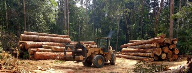 How Our Tree Care Process Works  in  Marlboro Village, MD